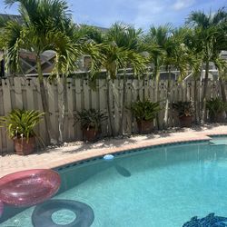 Lot Of 5 Outdoor Potted Plants bromeliads