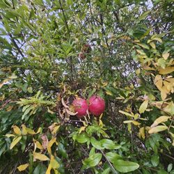 Ropa Gratis Y Juguetes Tambien