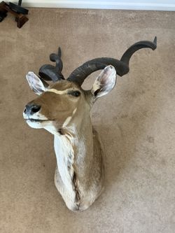Kudu Shoulder Mount