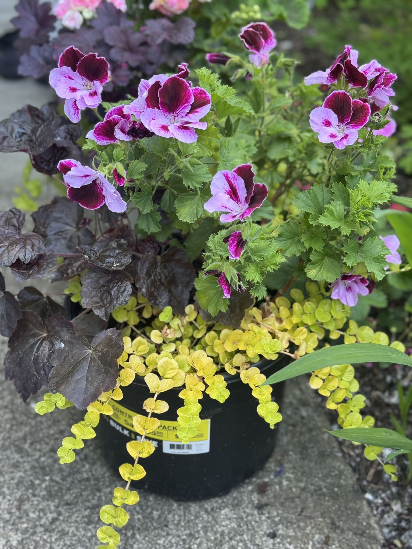plants in nursery pots 5 available $15 each