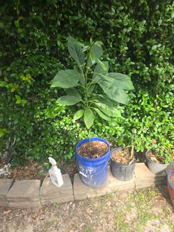 Arbol de aguacate grande hass