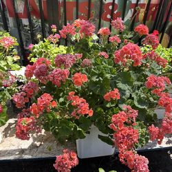 GERANIOS EN 10 GALONES $50