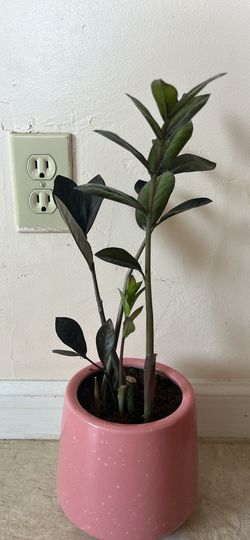 ZZ PLANT Raven Planta