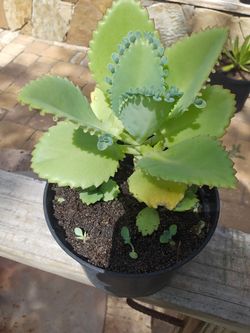 Mother of Thousands