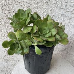1 Gallon Pot Succulent Plant - Aeonium Haworthii Pinwheel - Kiwi Verde - Rooted & Established - Drought Resistant 🪴