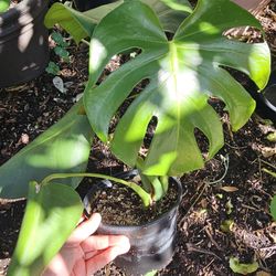 Monstera Deliciosa, swiss cheese plant,  Gallon Pot