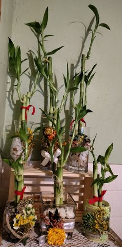 Lucky Bamboo Plant