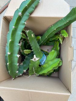Free Dragon Fruit Cuttings