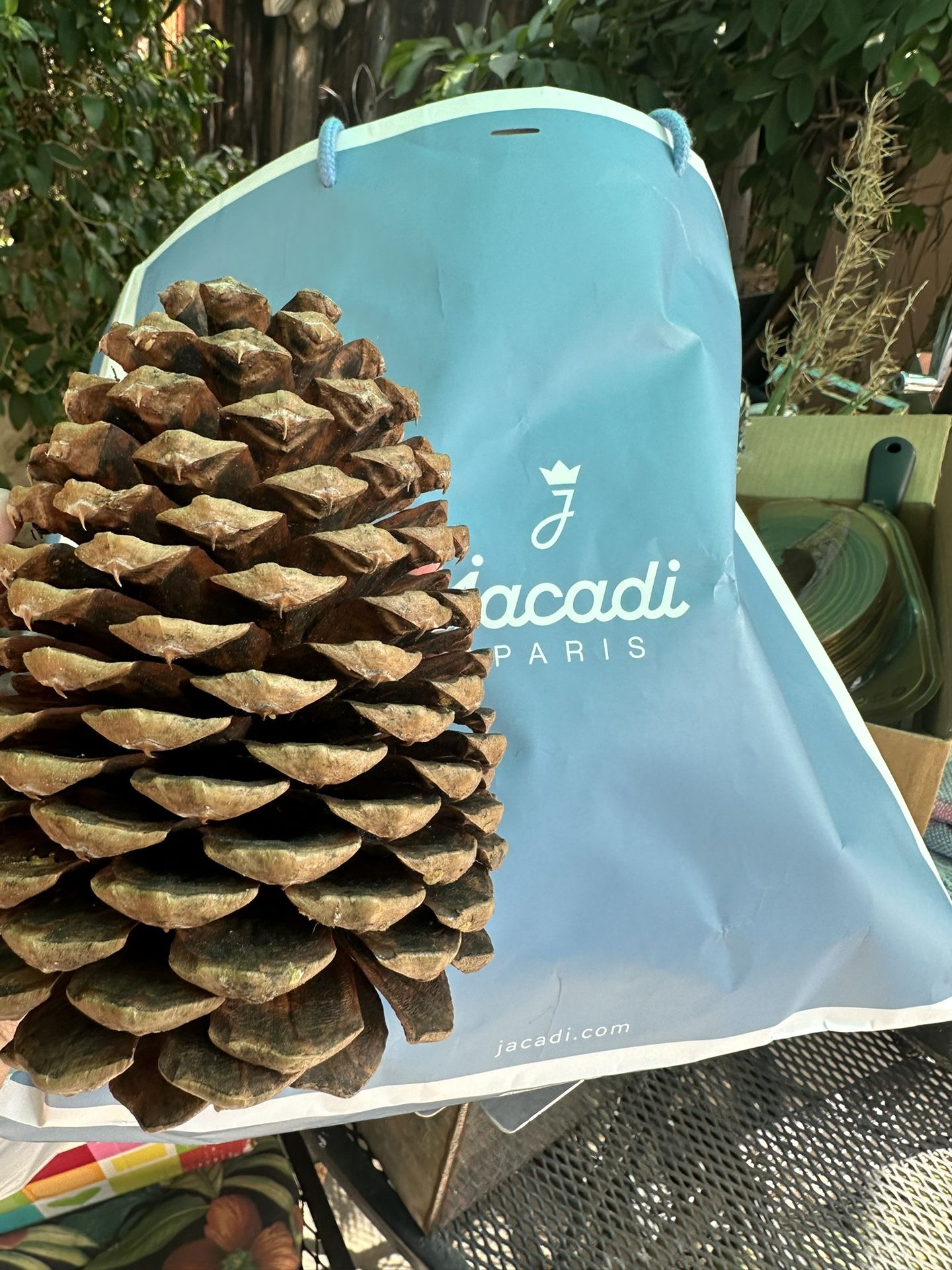 Big Pine Cones for Sale in Perris, CA OfferUp