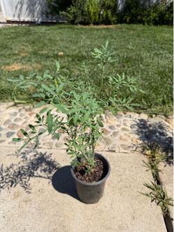 Ruda Plant In 4” Pot
