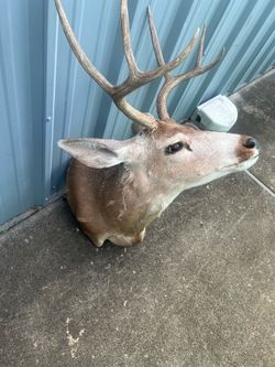 Deer head