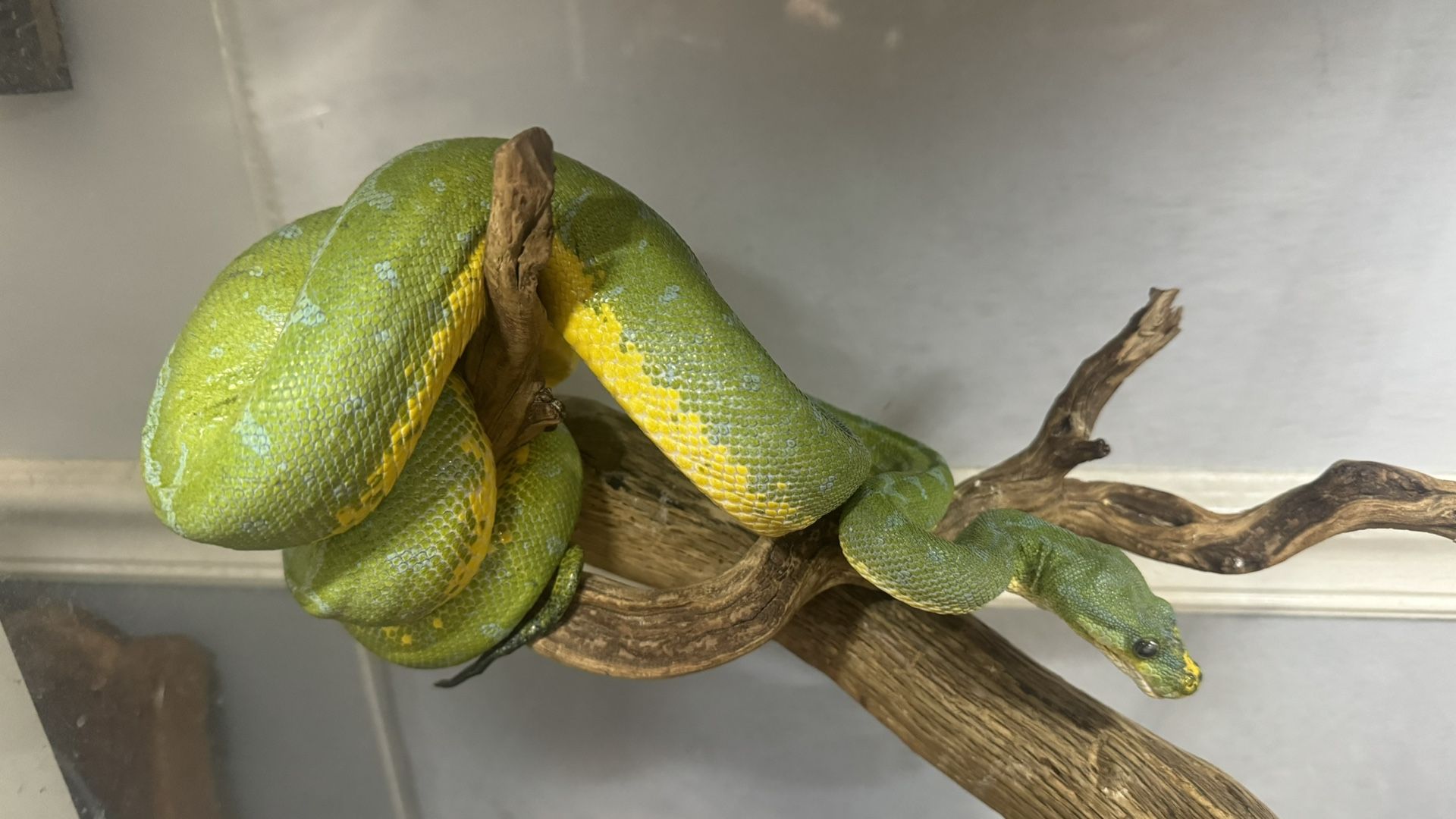 Green Tree Python