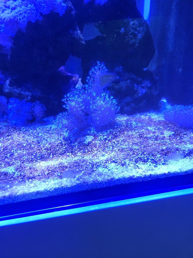 Coral