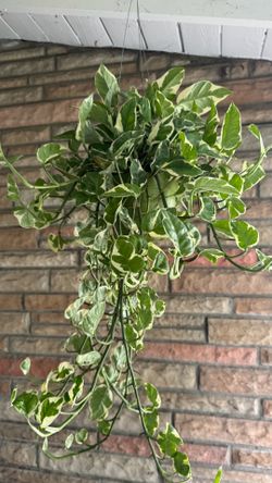 Pothos N’joy