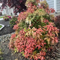 Pieris ( Andromeda ) Plant 