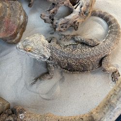 Bearded Dragon + Setup Available 