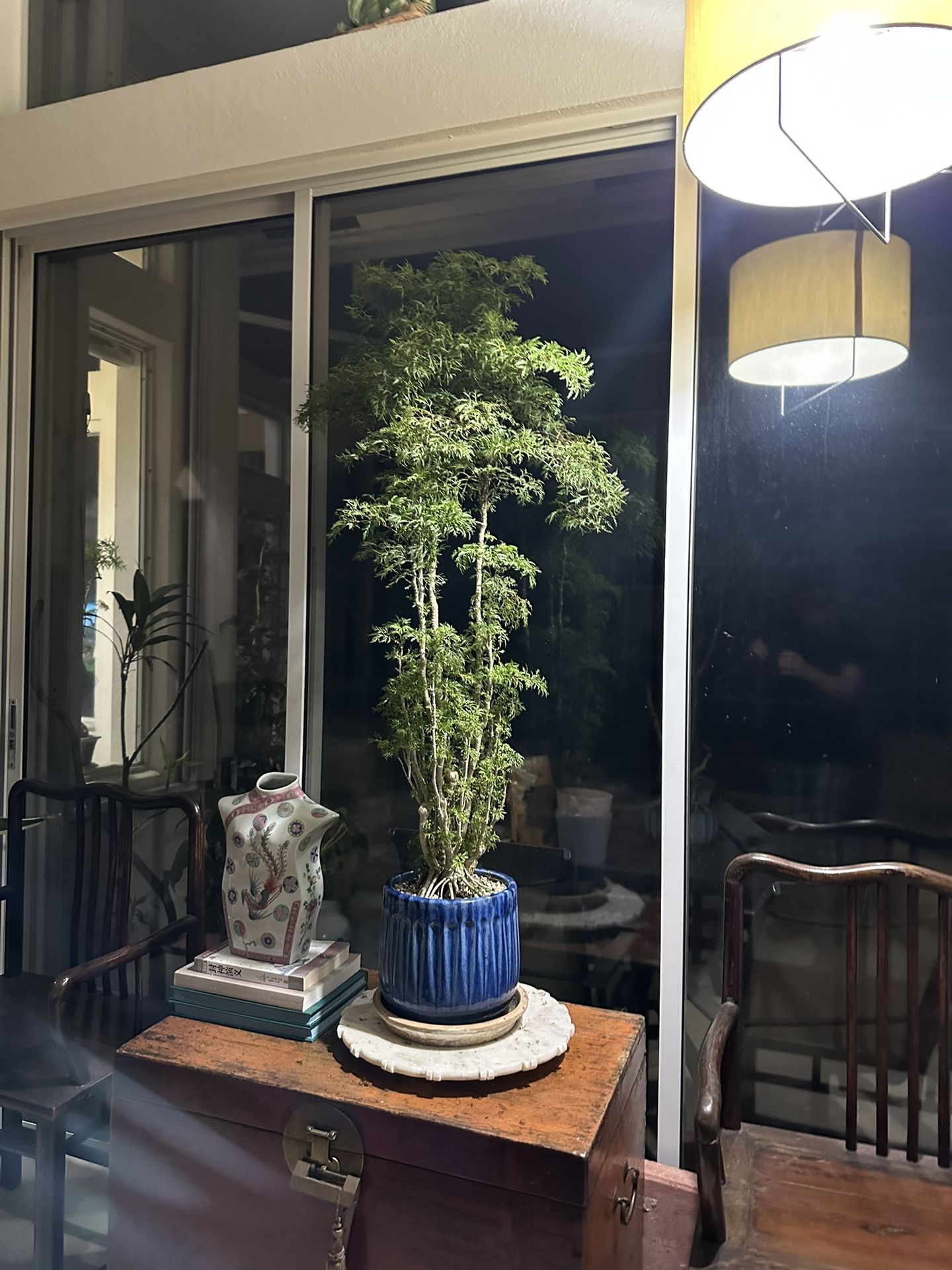 Tropical Plant Bonsai