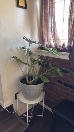 Jumbo Monstera Deliciosa with Plant Stand – Large Mature Indoor Plant