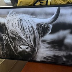 Highland cow Art And Frame
