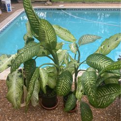 Tropical Shade Plants 