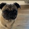 Arturo