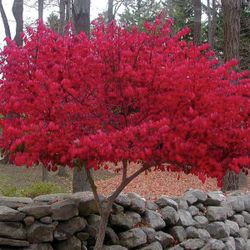 Dwarf Burning Bush 2gal Potted Plants 