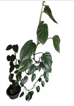 Mature pothos