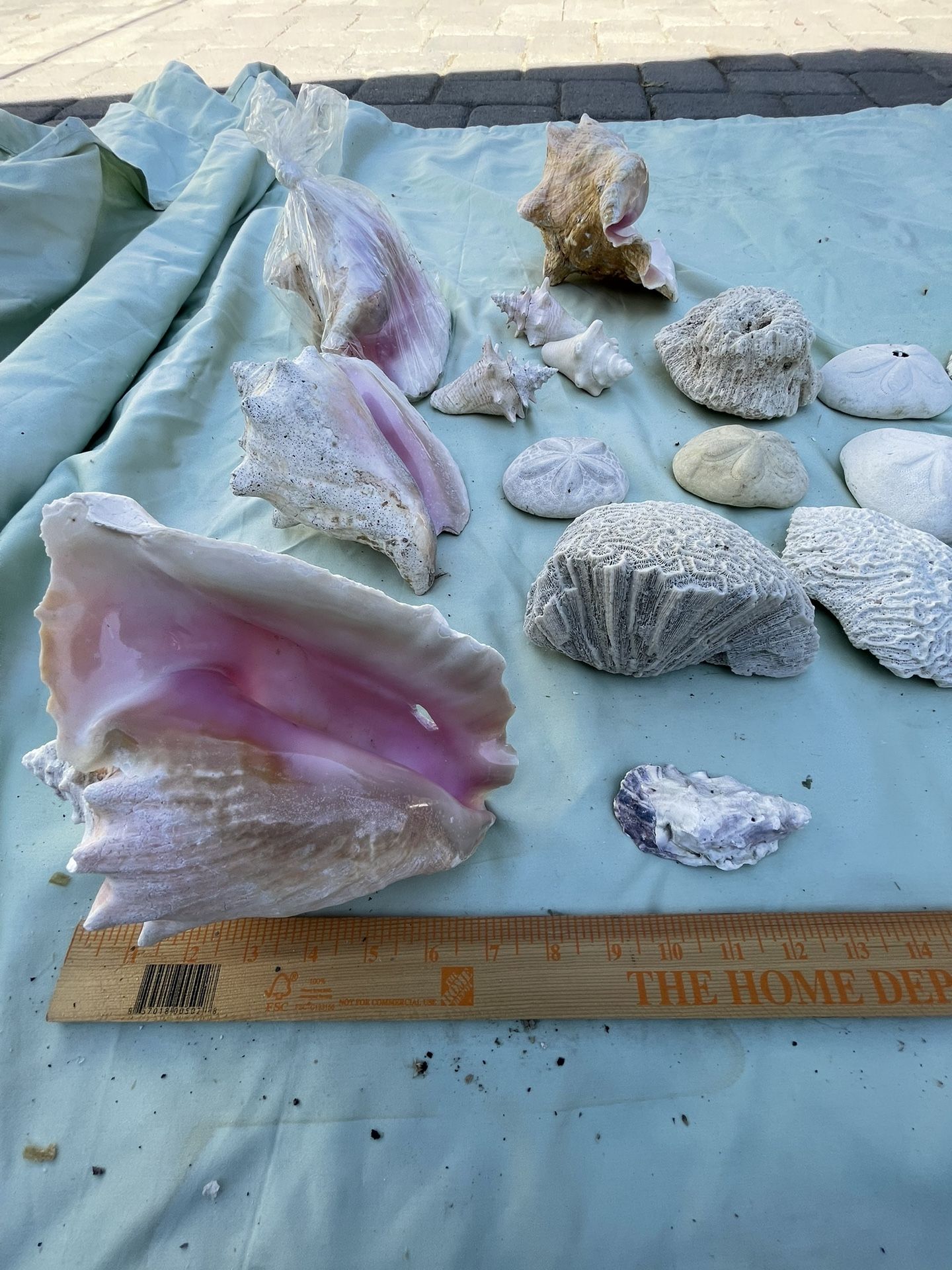 Conch Shell - Large Plus All Set