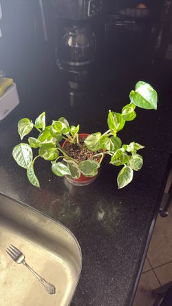 Jade plant
