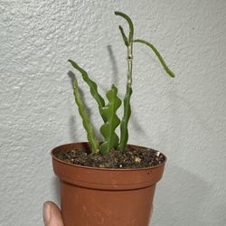 Fishbone (Ric Rac) Cactus – Live Plant 🌵