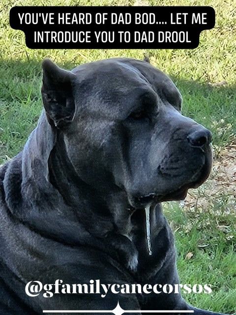 Cane CorsoLife