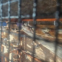 Birds cage