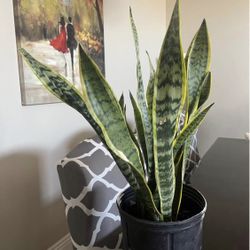 Snake Plant 