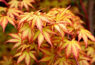 Japanese Maple