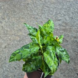 Aglaonema Plant 6" Pot $5 Each