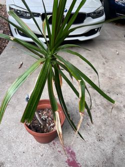 Dragon tree