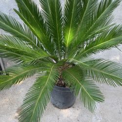 King Sago Palm Plant 