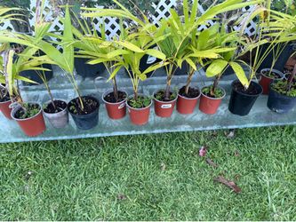 palm plants