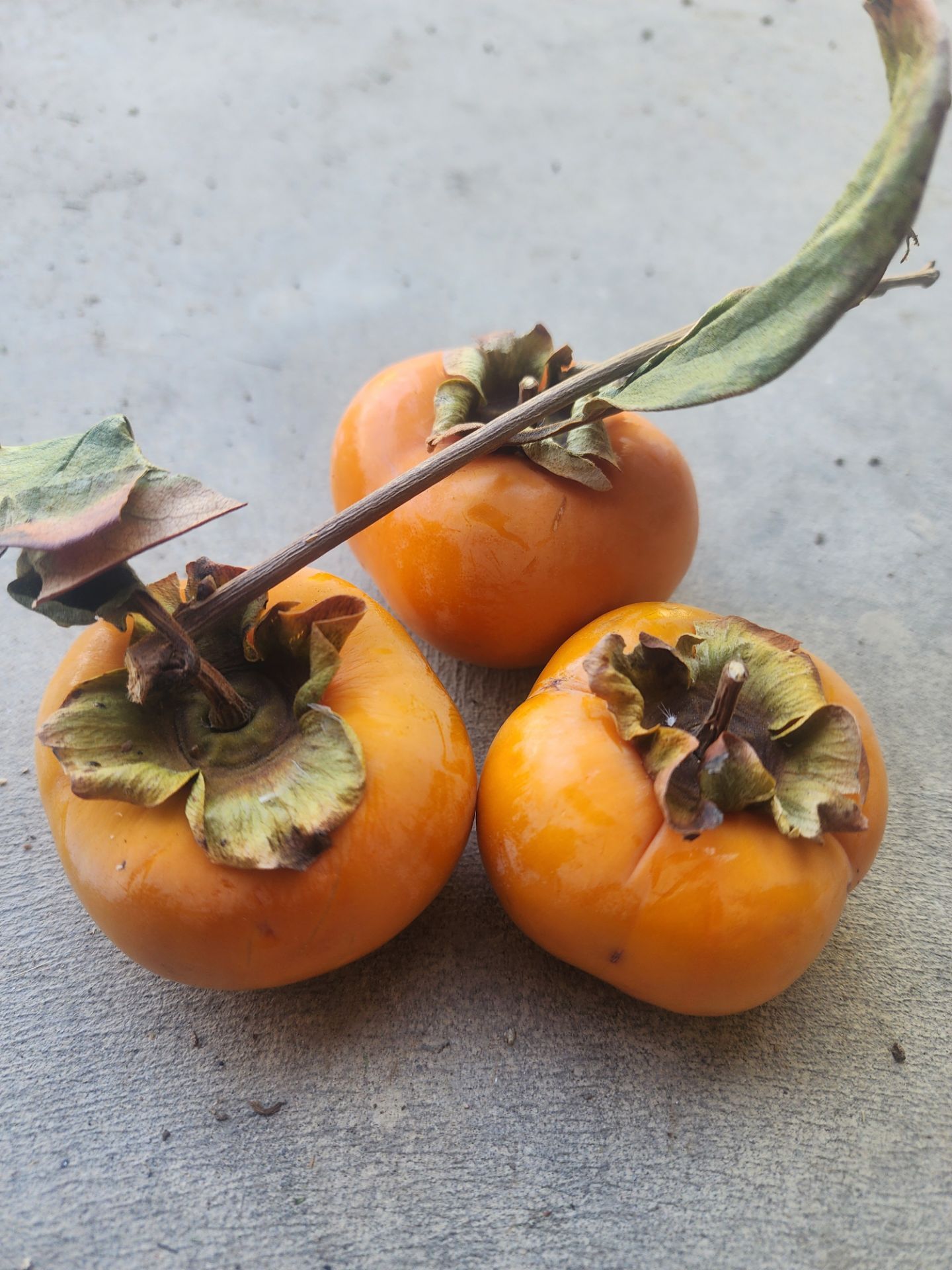 Single Ripe Apple Fresh Ripe Organic Persimmons โ 3 Count for Sale in Bonita, CA - OfferUp