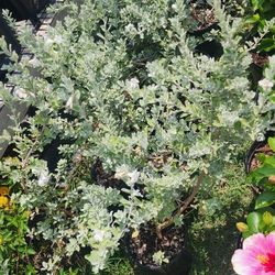 Plantas De Cenizo 1 Gallon Color Blancas Y Moradas Flores