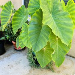 Elephant Ear Potted Plants