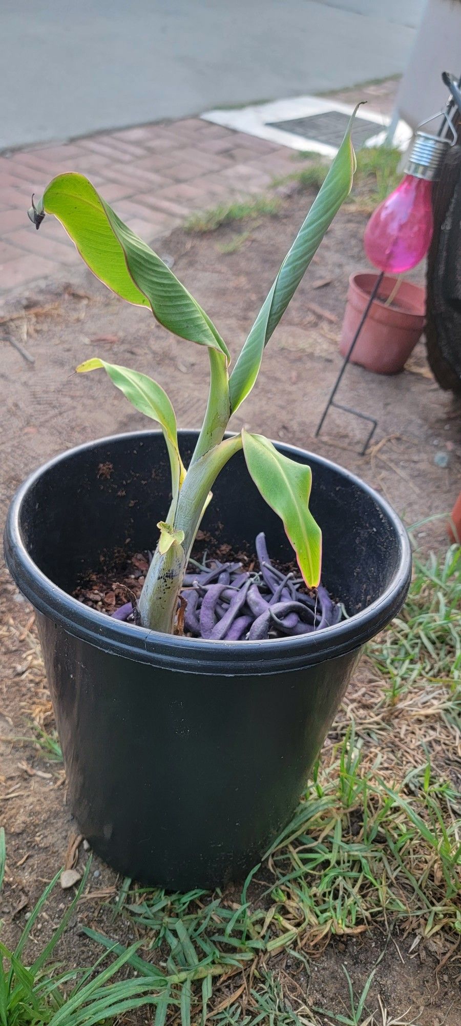 Banana plant