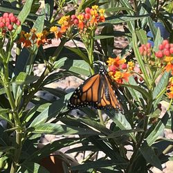 🌿🦋 Milkweed for Sale – Help Save the Monarchs! 🦋🌿