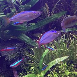 Fake neon rainbow praecox rainbow tank