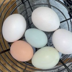 Farm Fresh Eggs $3/Dozen 