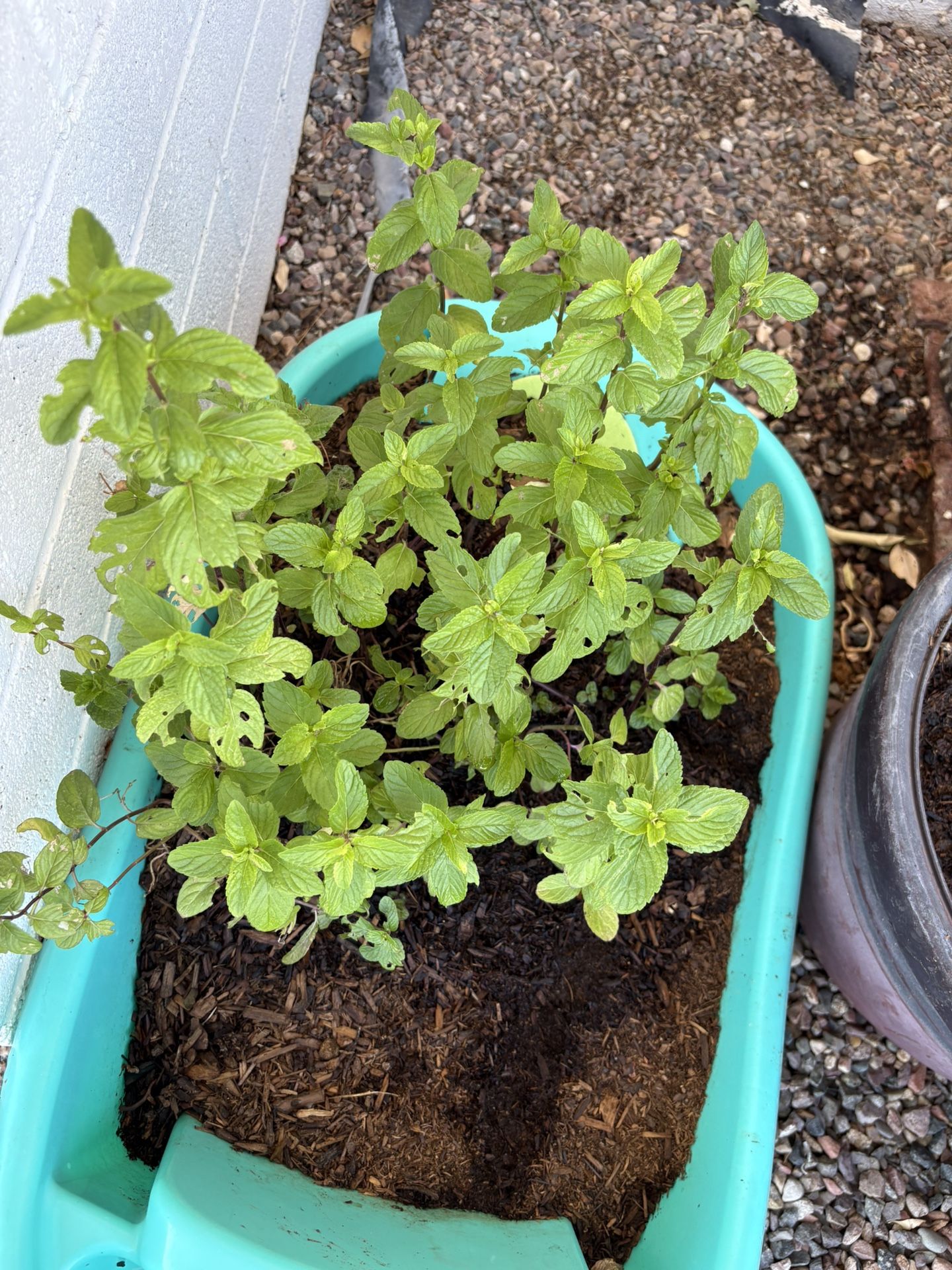 Rosemary,Ruda,Basil, Aloe Vera, Rue Romero, Yerba manzo