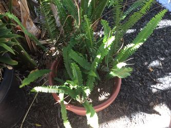 Ferns
