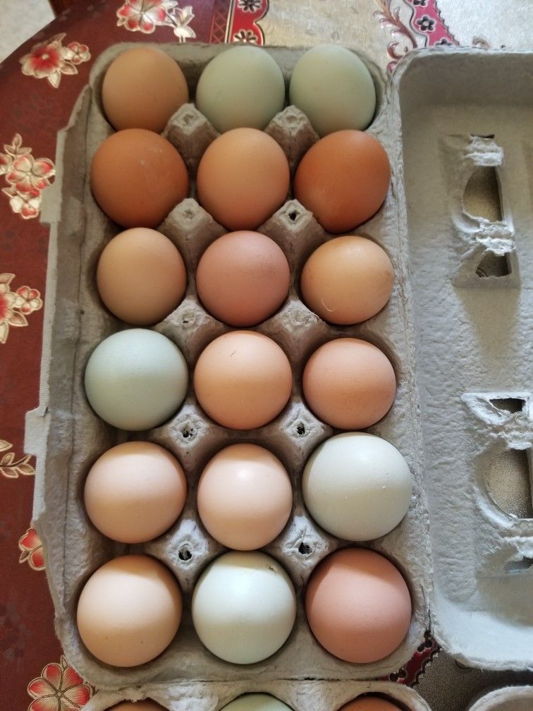 Fresh Organic Eggs