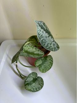 Scindapsus Exotica Pictus