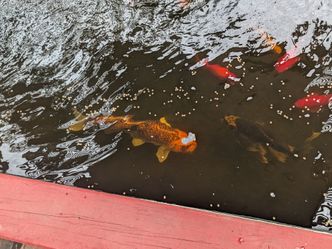Koi